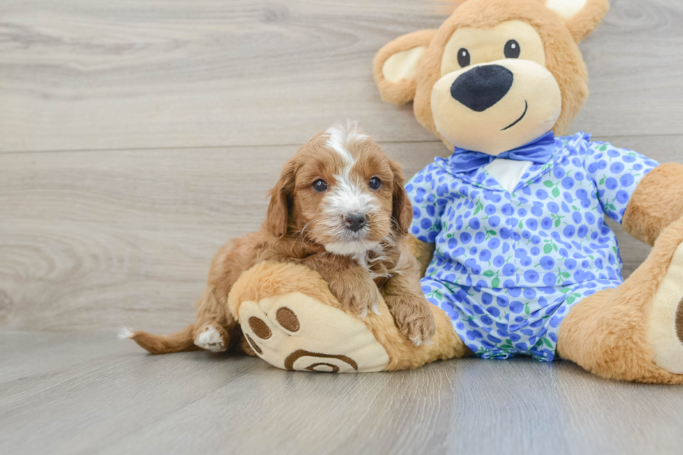 Petite Mini Goldendoodle Poodle Mix Pup