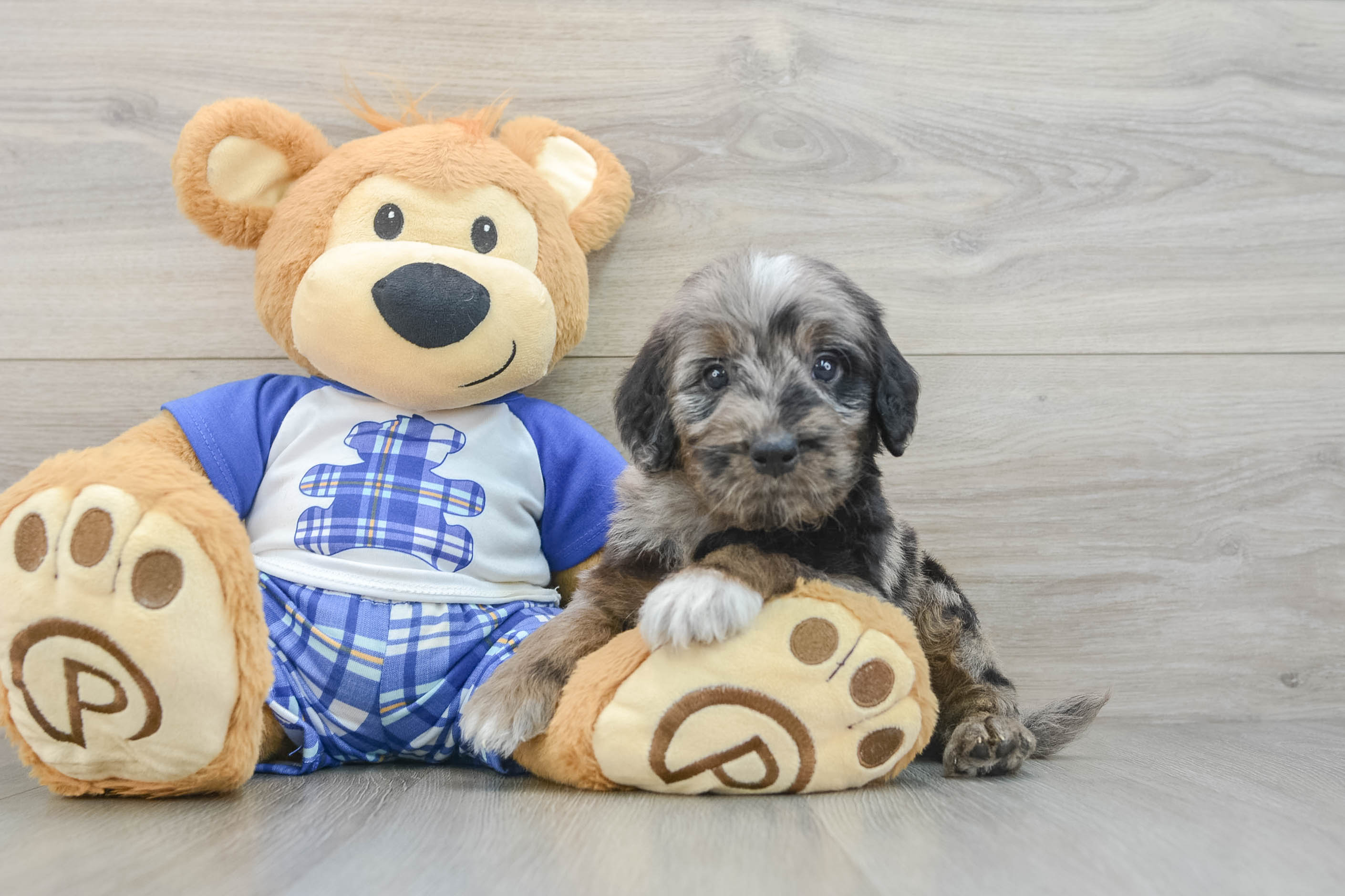 Best Mini Goldendoodle Baby