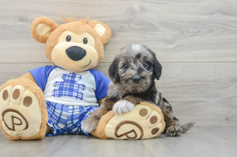 5 week old Mini Goldendoodle Puppy For Sale - Puppy Love PR