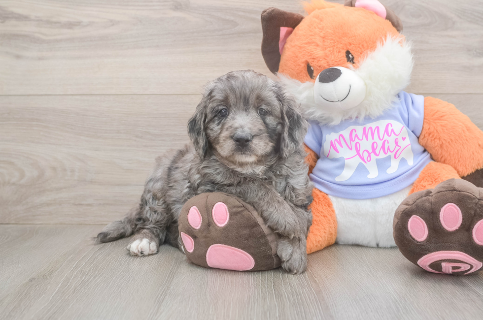5 week old Mini Goldendoodle Puppy For Sale - Puppy Love PR