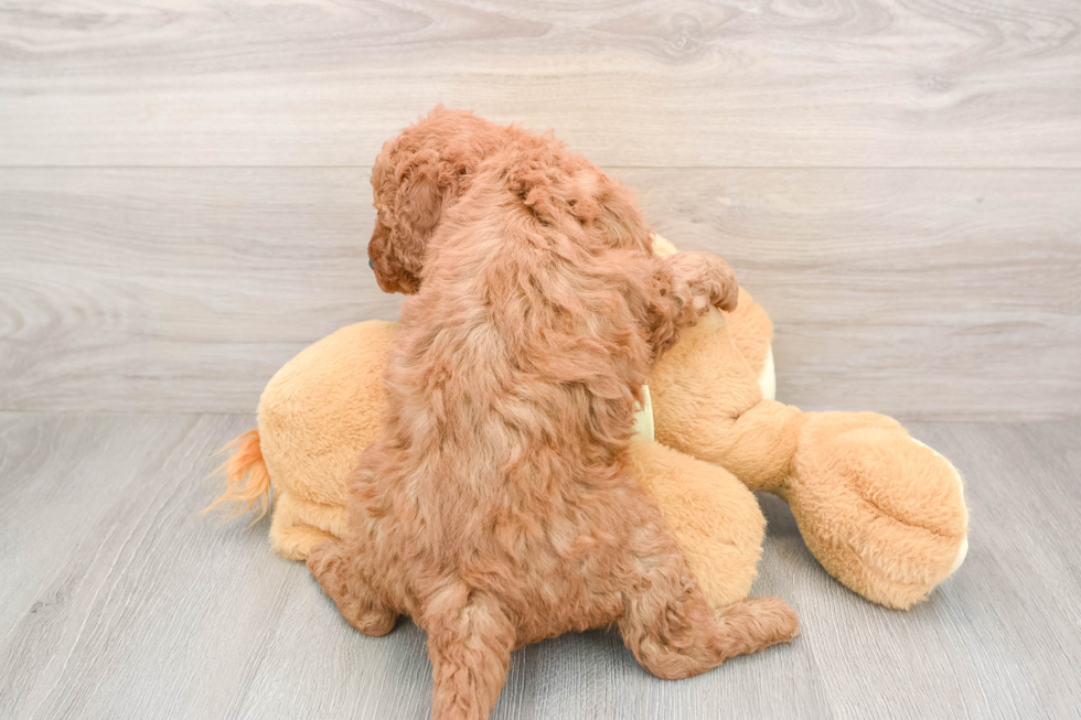 Funny Mini Goldendoodle Poodle Mix Pup