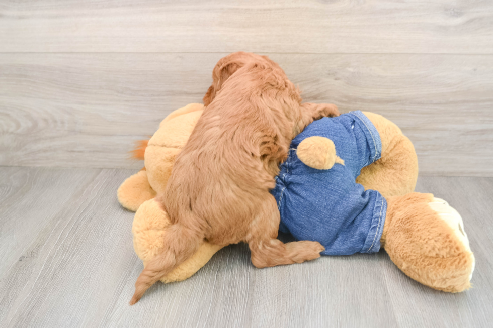 Mini Goldendoodle Pup Being Cute