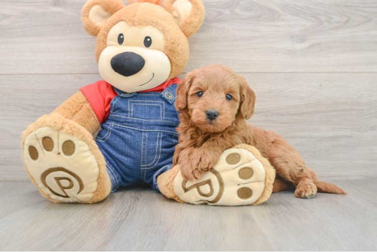 Energetic Golden Doodle Poodle Mix Puppy