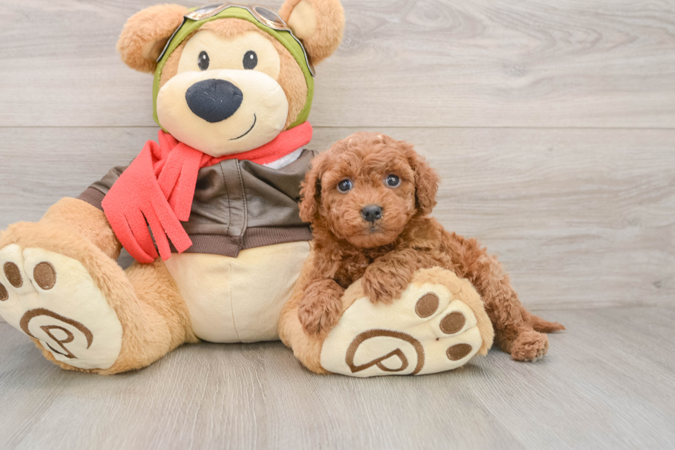 Mini Goldendoodle Pup Being Cute