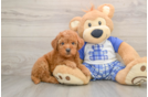 Hypoallergenic Mini Goldiepoo Poodle Mix Puppy