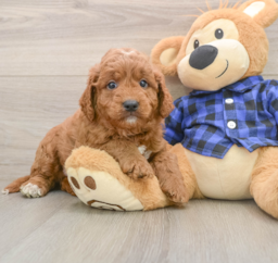 6 week old Mini Goldendoodle Puppy For Sale - Puppy Love PR