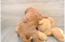 Mini Goldendoodle Puppy for Adoption
