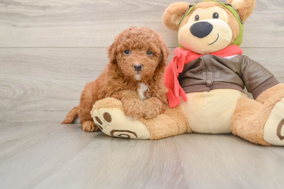 Small Mini Goldendoodle Baby