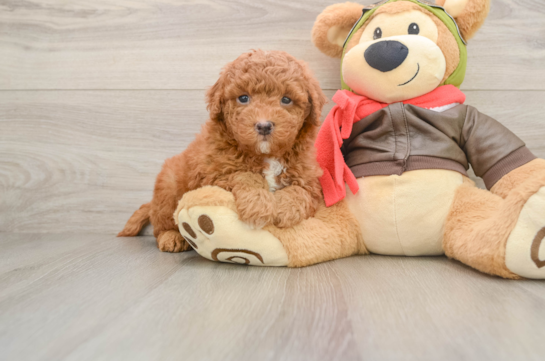 Small Mini Goldendoodle Baby
