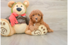 Cute Mini Goldendoodle Baby