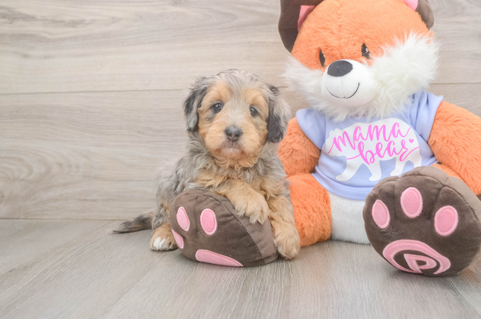 5 week old Mini Goldendoodle Puppy For Sale - Puppy Love PR