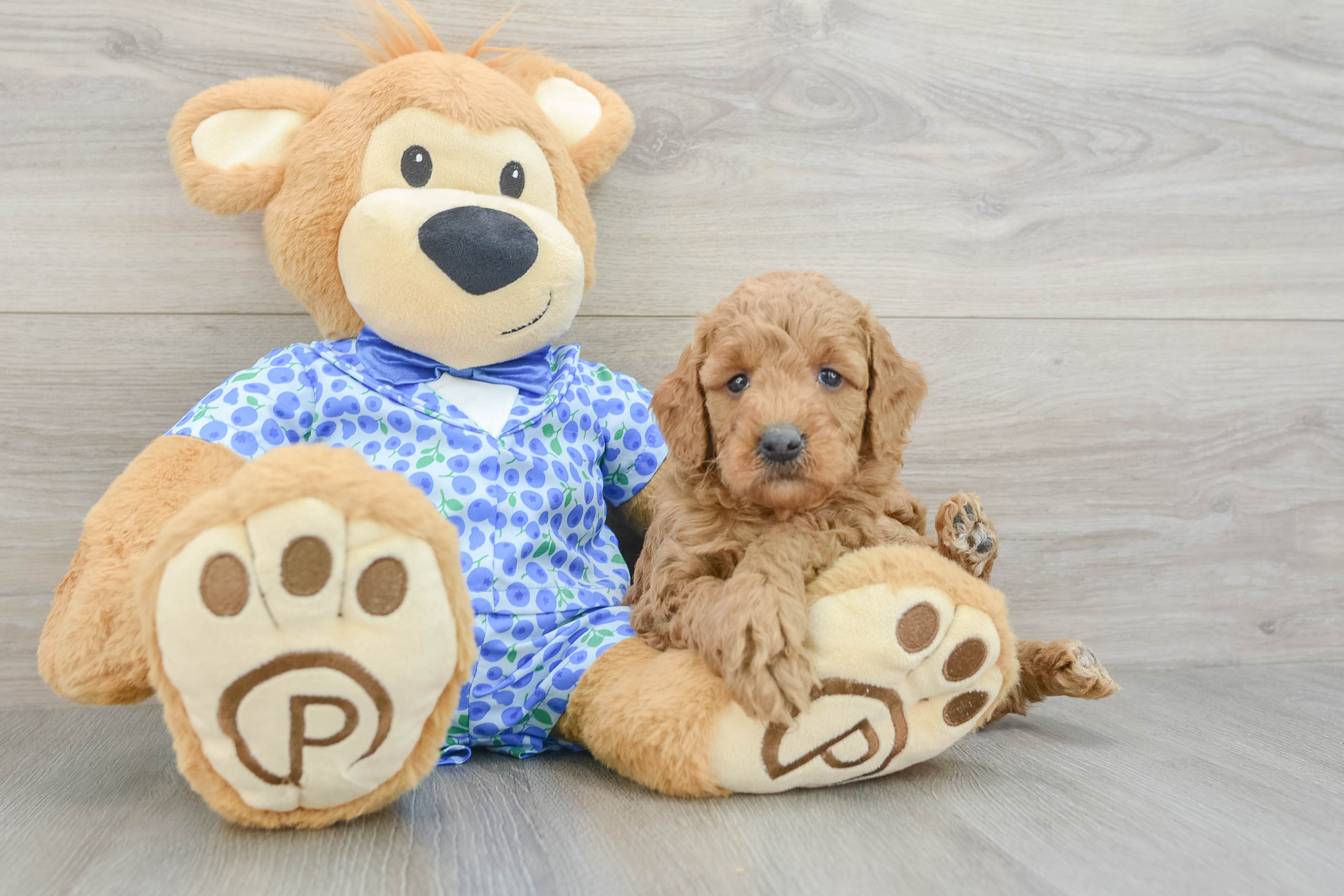 Friendly Mini Goldendoodle Baby