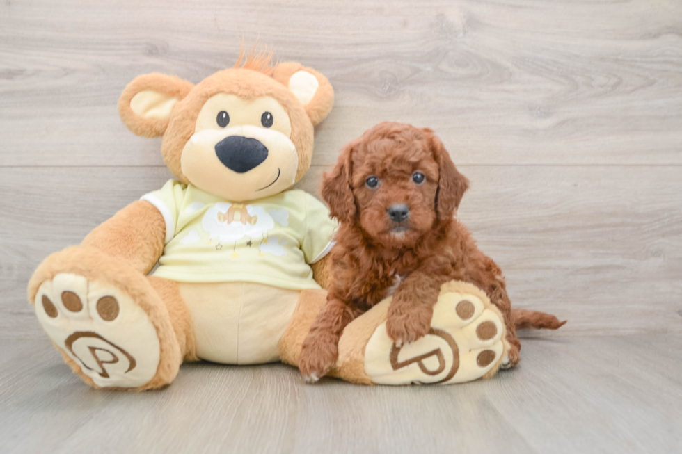 Popular Mini Goldendoodle Poodle Mix Pup