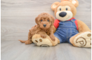 Friendly Mini Goldendoodle Baby