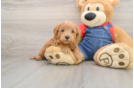 Best Mini Goldendoodle Baby