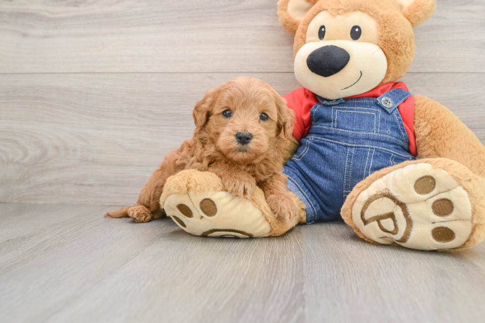 Best Mini Goldendoodle Baby