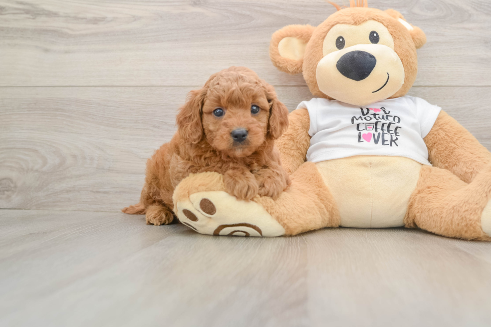 Petite Mini Goldendoodle Poodle Mix Pup