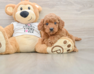7 week old Mini Goldendoodle Puppy For Sale - Puppy Love PR