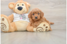 Mini Goldendoodle Puppy for Adoption