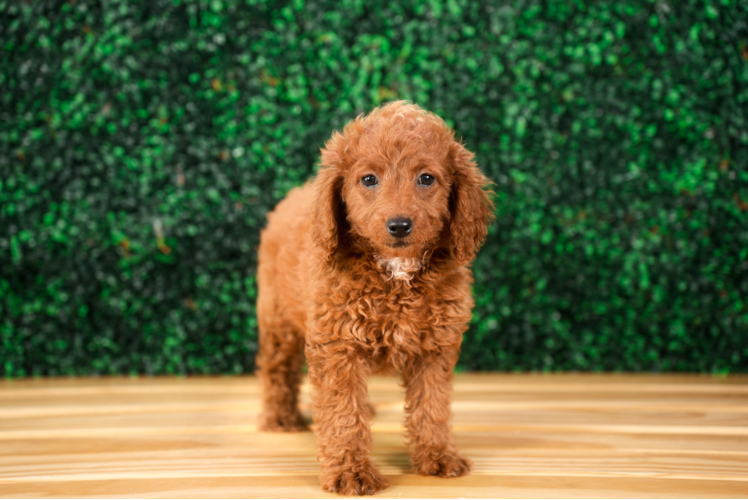 Cute Mini Goldendoodle Baby