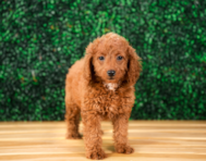 9 week old Mini Goldendoodle Puppy For Sale - Puppy Love PR