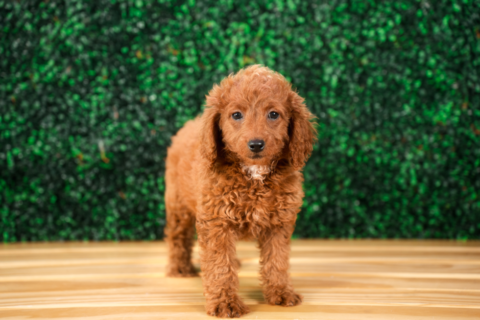 Cute Mini Goldendoodle Baby