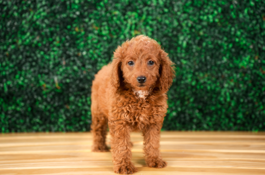 Cute Mini Goldendoodle Baby