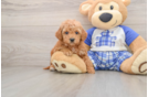 Mini Goldendoodle Puppy for Adoption