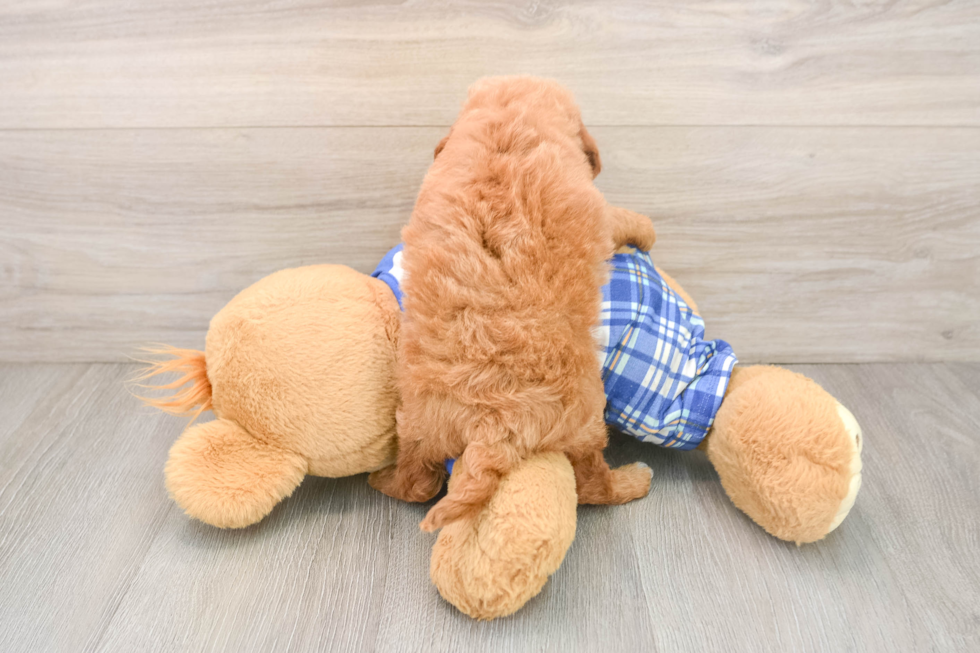 Mini Goldendoodle Pup Being Cute