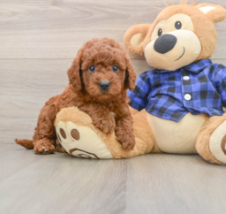 6 week old Mini Goldendoodle Puppy For Sale - Puppy Love PR