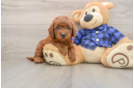 Best Mini Goldendoodle Baby