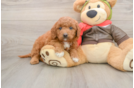 Mini Goldendoodle Pup Being Cute