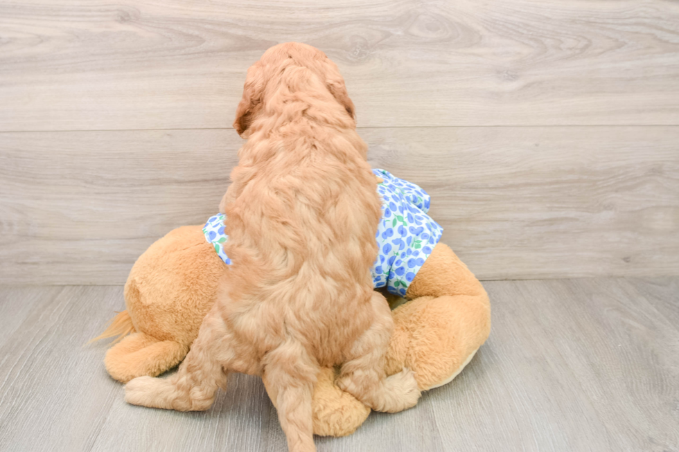 Small Mini Goldendoodle Baby