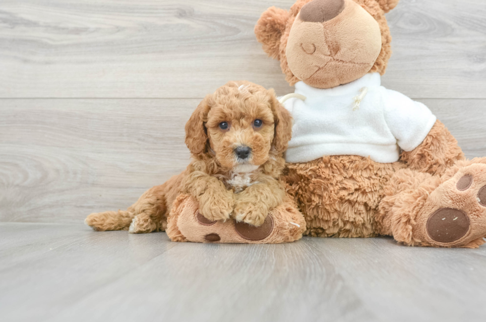 6 week old Mini Goldendoodle Puppy For Sale - Puppy Love PR