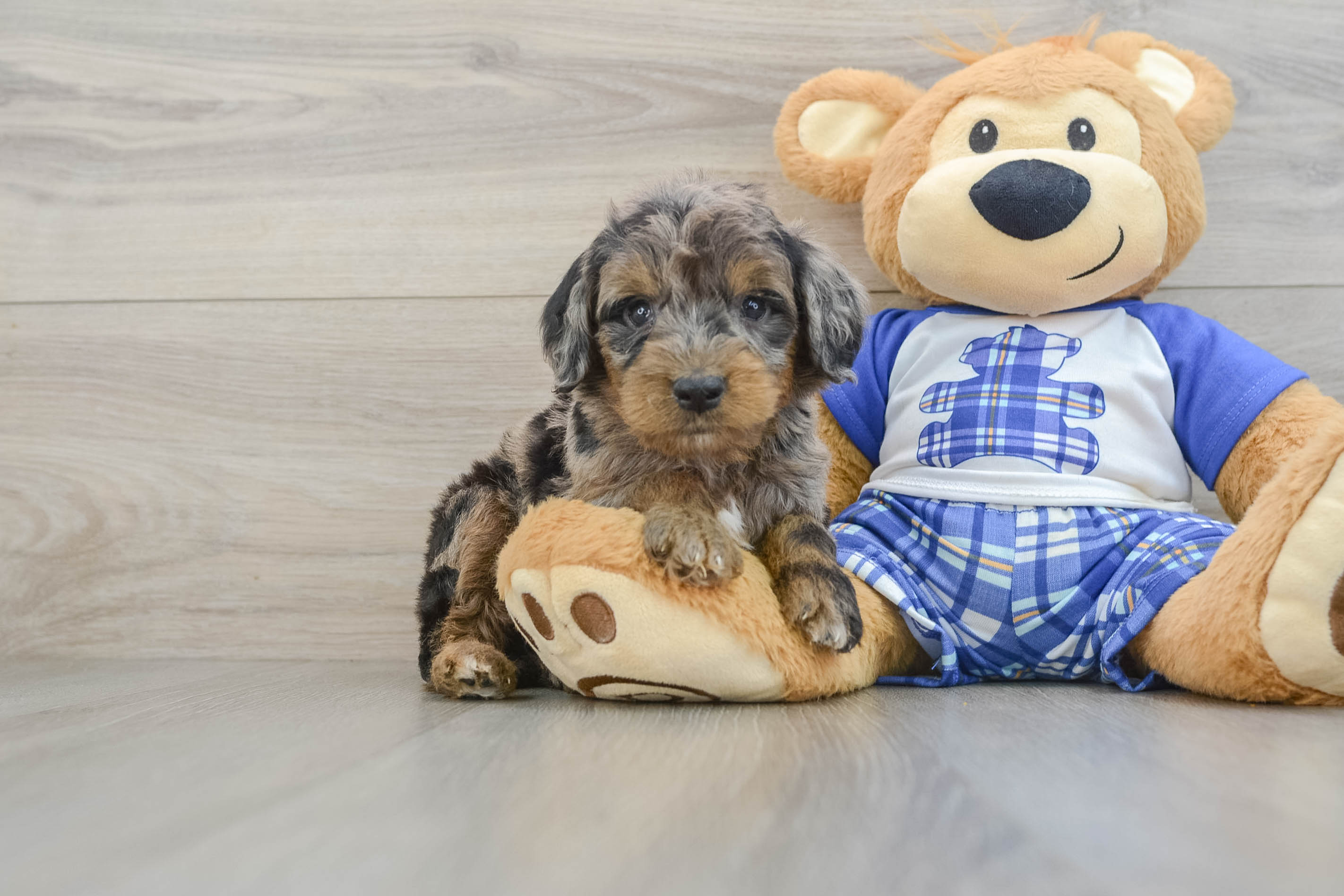 Cute Mini Goldendoodle Baby