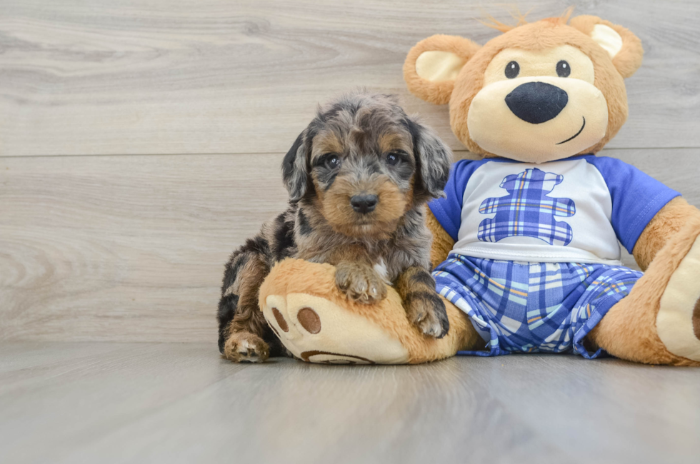 5 week old Mini Goldendoodle Puppy For Sale - Puppy Love PR