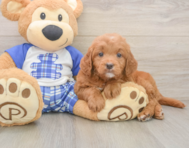 9 week old Mini Goldendoodle Puppy For Sale - Puppy Love PR