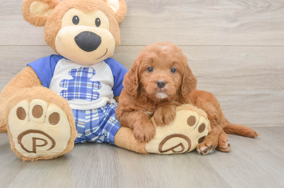 9 week old Mini Goldendoodle Puppy For Sale - Puppy Love PR