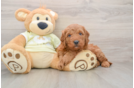 Energetic Golden Doodle Poodle Mix Puppy