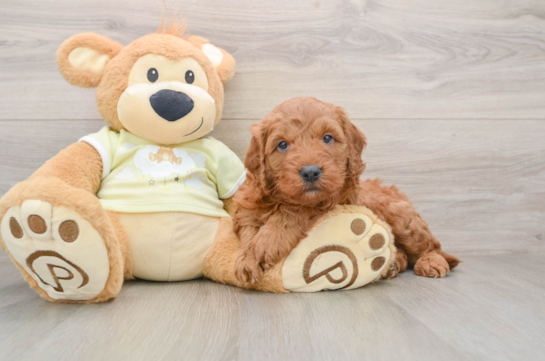 Energetic Golden Doodle Poodle Mix Puppy
