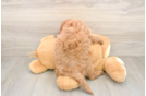 Petite Mini Goldendoodle Poodle Mix Pup