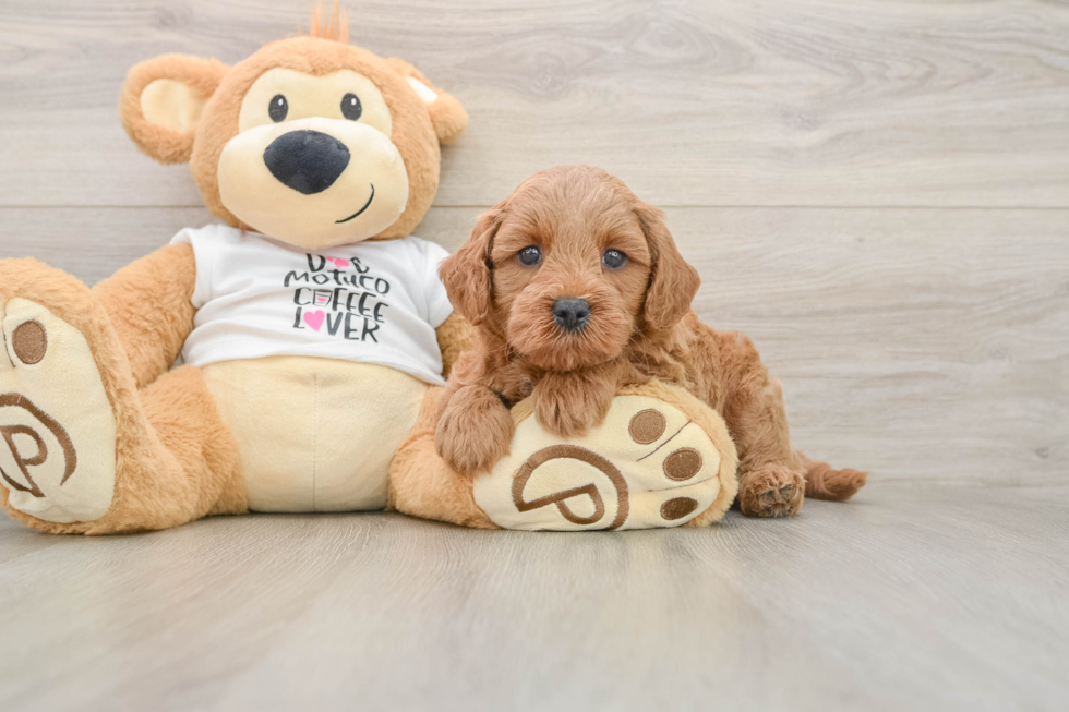 Energetic Golden Doodle Poodle Mix Puppy