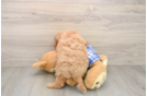 Small Mini Goldendoodle Baby