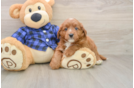 Mini Goldendoodle Pup Being Cute