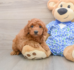8 week old Mini Goldendoodle Puppy For Sale - Puppy Love PR