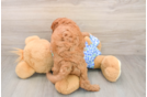 Cute Mini Goldendoodle Baby