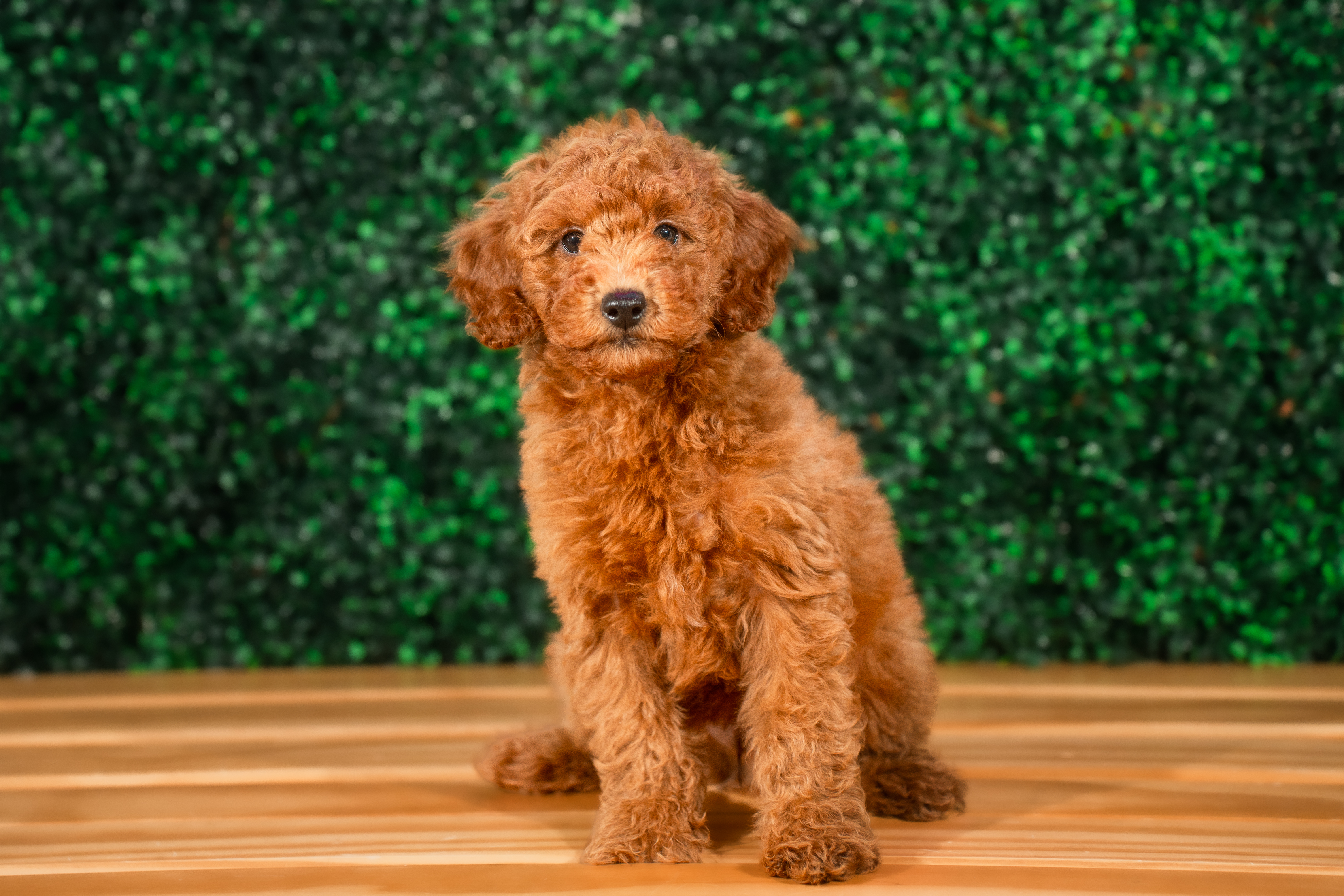 Cute Mini Goldiepoo Poodle Mix Puppy