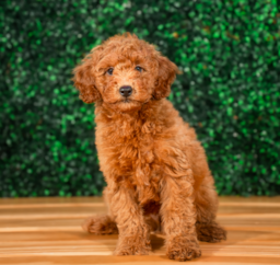 10 week old Mini Goldendoodle Puppy For Sale - Puppy Love PR