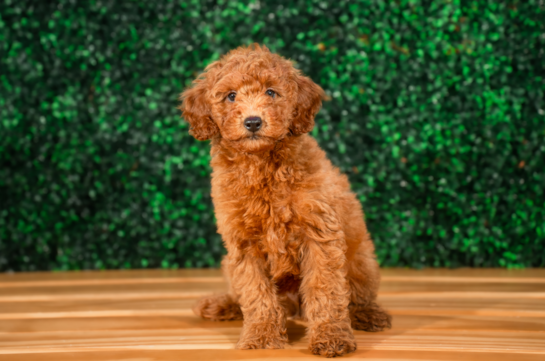 Cute Mini Goldiepoo Poodle Mix Puppy