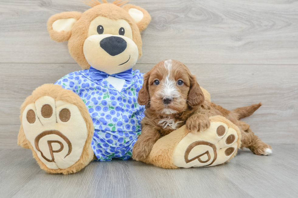 7 week old Mini Goldendoodle Puppy For Sale - Puppy Love PR